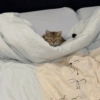 😺 Gatitos 😺 14