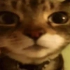 GATINHOS ZOEIROS 10