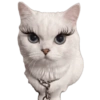 Memes de gatos 2 8
