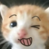 😺 Gatitos 😺 15