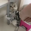 Cat Reaction 9