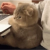 Cat and dog memez 15