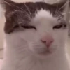 🐈‍⬛🐱🧶 GATOS | CATS 2 🧶🐱🐈‍⬛ 13