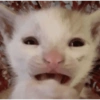 GATITOS FOFITOS❤️ 14