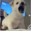 🐶 PERRITOS BEBÉS 🐶 8