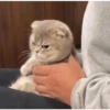 Bad cats 6