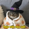 Gato halloween 6