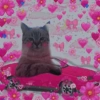 Gatos Amor💖💙💛 24