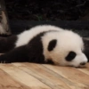 Panda Sonolento