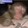 🐵 Очень милые обезьянки 🐒✨🐒 12