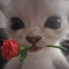 🐈‍⬛🐱🧶 GATOS | CATS 5 🧶🐱🐈‍⬛ 27