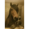Memes random - Caballos 🤣 11