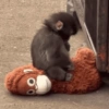 🐵 PUNCH EL MONITO 🧸 14