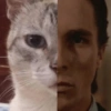 GATINHOS ZOEIROS 15