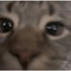 Cat Reaction 12