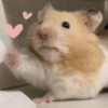 Hamster 🙈 5