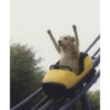 Lolquemal 8