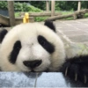 Panda Inquisitivo