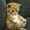 Gatinhos 14