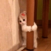 GATINHOS PROTAGONISTAS 🐈 11