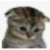 Gatitos  23