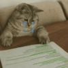 🙀 GATITOS MOODS 😽 14 😭📄