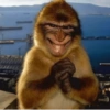Macacos 2🙉 10