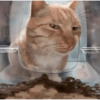 Gatitos  10