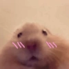 Hamster 🙈 8
