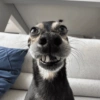 Cachorro  14