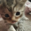 Cat Reaction 10