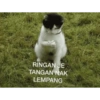 Meow 17