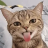 Cheeky Cat Face