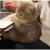 Bad cats 7