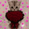 🐈‍⬛🐱🧶 GATOS | CATS 5 🧶🐱🐈‍⬛ 8