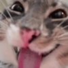 Playful Cat