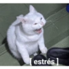 Estrés 🫩 8