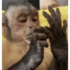 MOnKey reaCtioNs 🐵😝🧃 12
