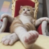 🐈‍⬛🐱🧶 GATOS | CATS 5 🧶🐱🐈‍⬛ 11