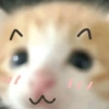 😺 Gatitos 😺 12