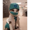 Gatinhos 22