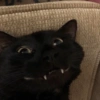 Gatitos para reaccion ✨️🫶😽 5