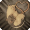 Ratinhos para o Chat 🐭❤️ 12