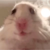 Hamster 🙈 13