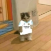 GATITOS 😼 12