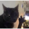 Gatitos  11