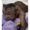 MOnKey reaCtioNs 🐵😝🧃 14
