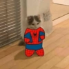 GATITOS 😼 7