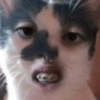 🐈‍⬛🐱🧶 GATOS | CATS 2 🧶🐱🐈‍⬛ 15