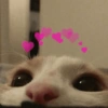 envia para o mozão | amor ❤️ 5 🐱